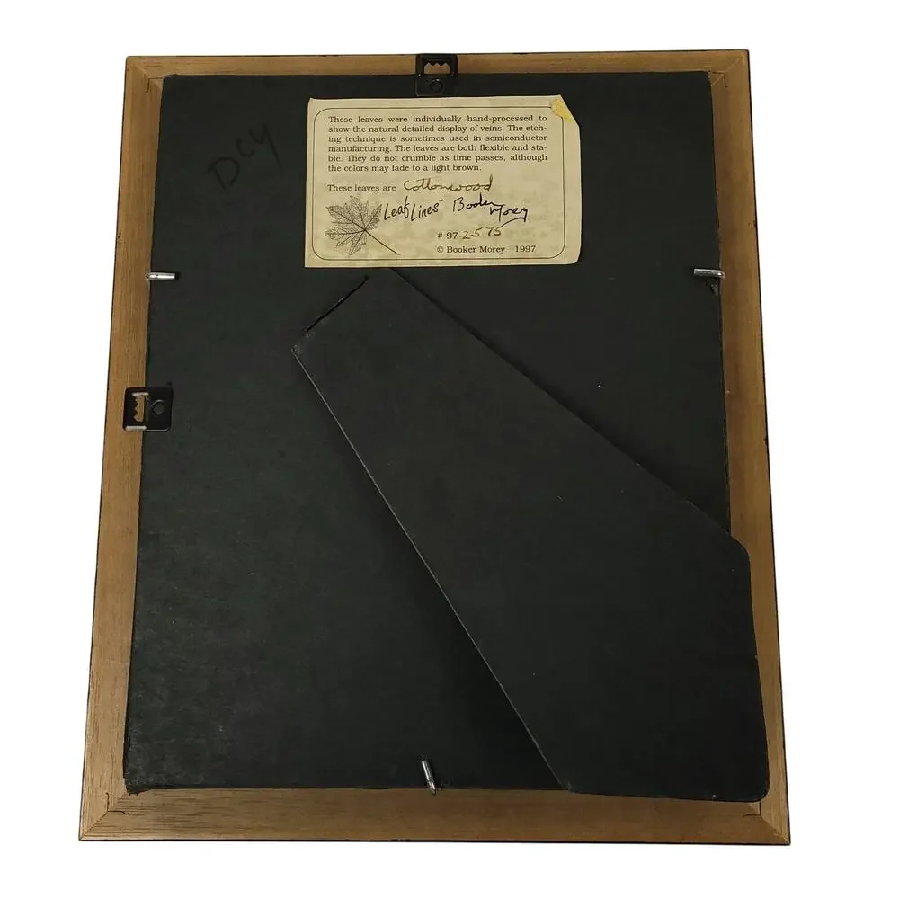 Booker Morey Leaf Lines Cottonwood Shadowbox Display Framed Vintage Wall Art
